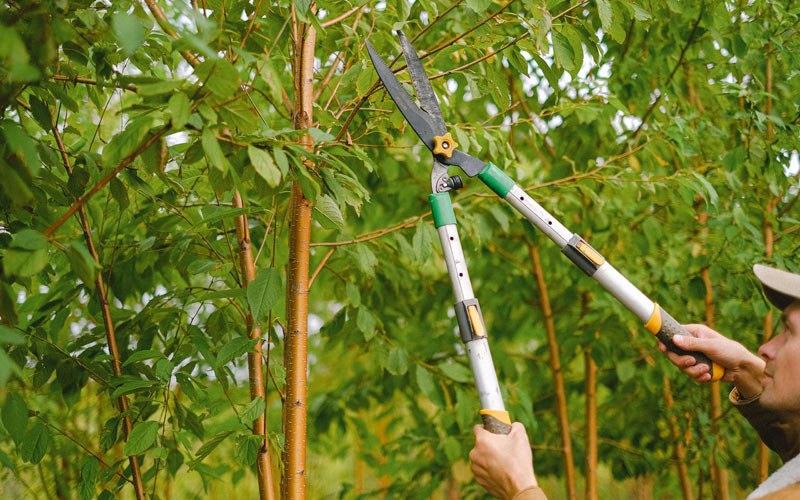Tree trimming in Ione, OR